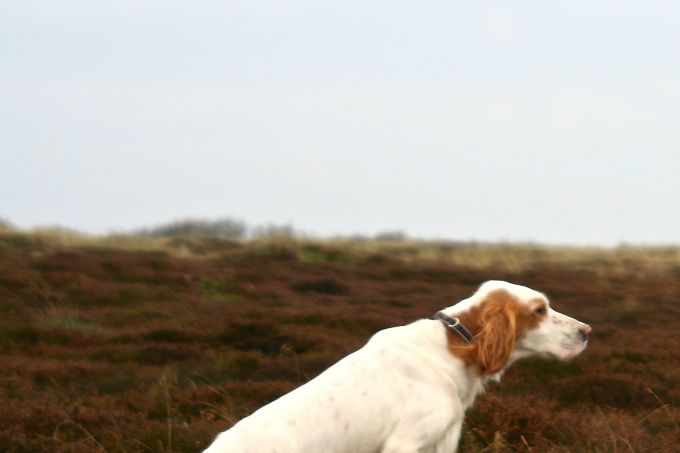 Kuldsøskende Nordvestjydens Cherie og Ciwa 2015.

Årets Kennel 2018. 